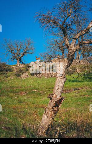 Hirsch auf einem Hügel bei Walnut Creek California Stockfoto