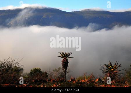 Während die Welt gegen den Klimawandel kämpft, bedeckt Nebel das Dorf Maja am Rande des Drakensbergs in Limpopo, Südafrika als Wettermuster Stockfoto