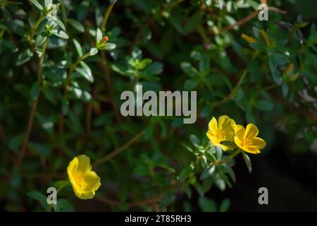 Combretum indicum blüht und grünes Blatt, Comb Retina indicum Blume blüht im Garten, Rangoon Creeper oder Quisqualis indica wächst auf Stockfoto