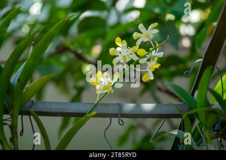 Ungewöhnlich schöne gelbe Blütenblätter im Garten gelbe Blütenblätter blühen im kommenden Frühling Stockfoto