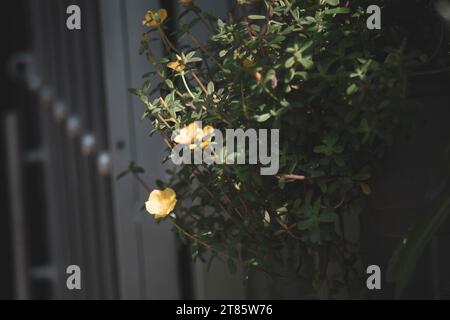 Combretum indicum blüht und grünes Blatt, Comb Retina indicum Blume blüht im Garten, Rangoon Creeper oder Quisqualis indica wächst auf Stockfoto