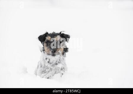 Im Winter hat der kleine, rohe, dreifarbige Jack Russell Terrier Hund Spaß im Schnee Stockfoto