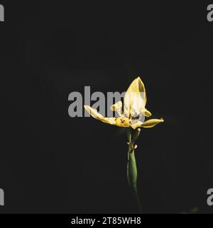 Ungewöhnlich schöne gelbe Blütenblätter im Garten gelbe Blütenblätter blühen im kommenden Frühling Stockfoto