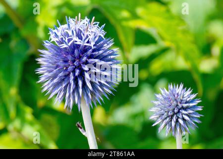 Blaue Globendistel (echinops, möglicherweise Bannaticus), Nahaufnahme des großen runden Blütenkopfes der Pflanze, während sie zu blühen beginnt. Stockfoto