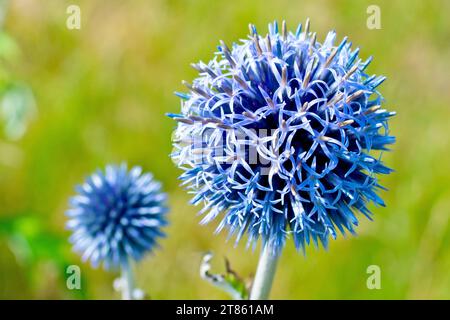 Blaue Globendistel (echinops, möglicherweise Bannaticus), Nahaufnahme des großen runden Blütenkopfes der Pflanze, ein Gartenflüchtling, der in freier Wildbahn wächst. Stockfoto