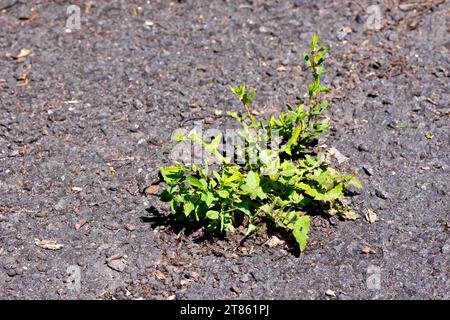 Knotengras (polygonum aviculare), Nahaufnahme einer Pflanze, die neben Löwenzahnblättern (taraxacum officinale) aus einem Riss auf einem Asphalt wächst. Stockfoto