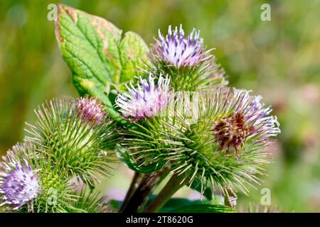 Kleine Klette (Arctium minus), Nahaufnahme mit den rosafarbenen Blütenköpfen und den Hakenbarren, die helfen, die Pflanzensamen oder Früchte zu zerstreuen. Stockfoto