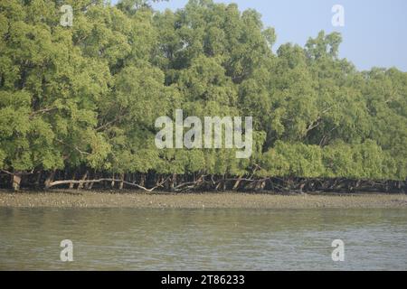 Rotwild in den Sundarbans, Khulna. Bangladesch Stockfoto