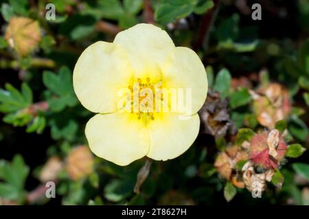 Strauchiges Cinquefoil (potentilla fruticosa), Nahaufnahme mit den blassgelben Blüten dieser besonderen Sorte des gewöhnlichen Pflanzenstrauchs. Stockfoto