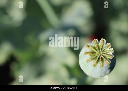 Grüner Kopf von Mohnblume voller Samen reift im Sommer in der Sonne im Garten von Großmutter Stockfoto