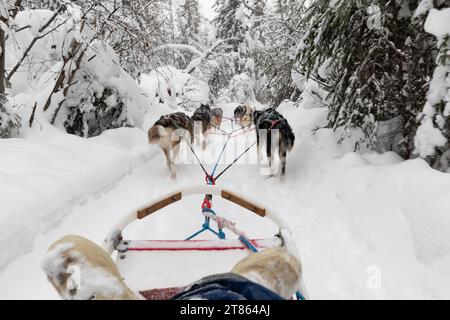 Ein Team von Huskys zieht einen Hundeschlitten durch den weißen Winterpfad mit schneebedeckten Bäumen Stockfoto