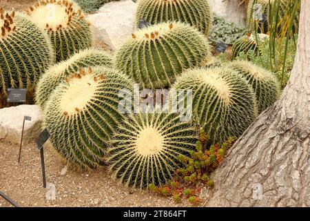 Echinocactus grusonii „Golden Barrel Cactus“ [Royal Botanic Gardens Kew] Stockfoto