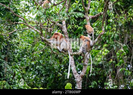 Der männliche Proboscis-Affe, Nasalis larvatus, heult von einem Baum, der seine Familie vor der Gefahr im Regenwald von Borneo warnt Stockfoto