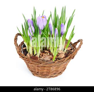 Einige Violette Krokusse blühen im dekorativen Korb Stockfoto