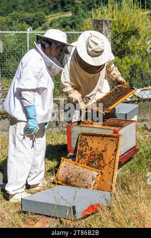 Zwei Imker, die eine frisch aus einem Bienenstock gewonnene Wabe betrachten Stockfoto