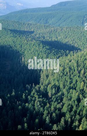 Blick auf den Wald vom Larch Mountain, Mt Hood National Forest, Oregon Stockfoto