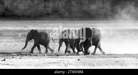 Künstlerisches Schwarzweiß-Foto einer Elefantenfamilie, die am Ufer des Okawango-Flusses in Namibia läuft. Stockfoto