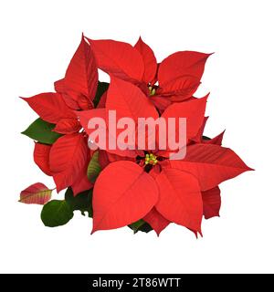 Rote Weihnachtsstern-Blume isoliert auf weißem Hintergrund, Draufsicht Stockfoto