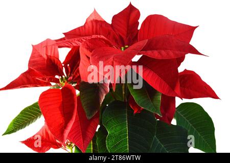 Rote Weihnachtsstern-Blume isoliert auf weißem Hintergrund, Nahaufnahme Stockfoto