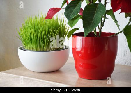 Weihnachtliches Weizengras und Weihnachtsstern im Topf Stockfoto