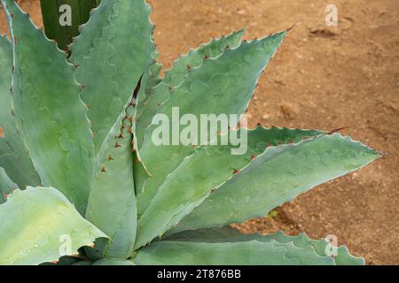 Tobala Agave in Oaxaca, Basis des traditionellen Mezcal-Getränks Stockfoto