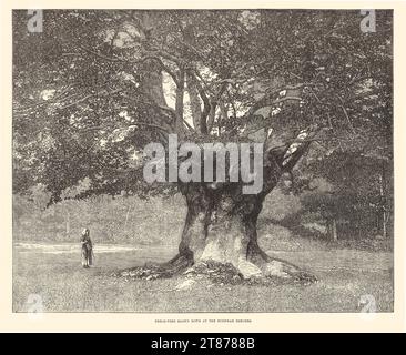 BUCHENBAUM, DER BEI BURNHAM BUCHEN NIEDERGEBLASEN WURDE [GRAVUR] Stockfoto