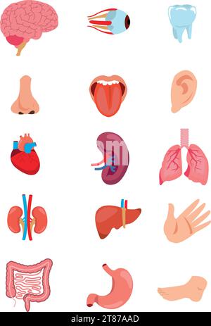 Menschliche Anatomie internes Organ Set mit Gehirn, Lunge, Darm, Herz, Niere, Pankreas, Milz, Leber und Magen. Vektor-isolierte Abbildung Stock Vektor