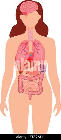 Menschliche Anatomie internes Organ Set mit Gehirn, Lunge, Darm, Herz, Niere, Pankreas, Milz, Leber und Magen. Vektor-isolierte Abbildung Stock Vektor