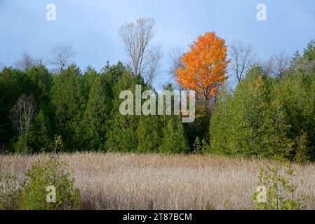 Ein einzelner Ahornbaum im Wald Stockfoto