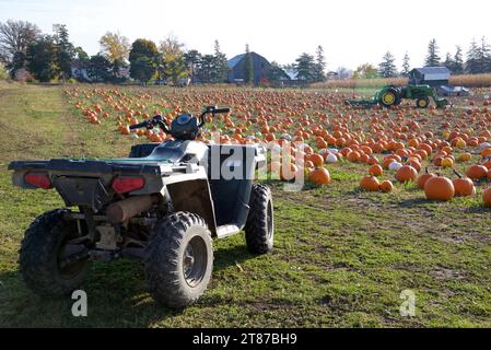 Nutzfahrzeug auf dem Kürbisfeld in Ontario, Kanada Stockfoto