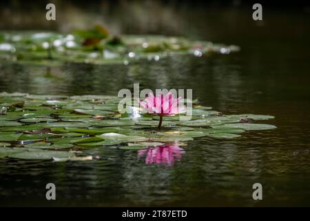 Detailaufnahme einer einzelnen rosafarbenen Seerose in einem kleinen Teich, umgeben von grünen Blättern Stockfoto