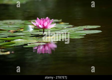 Detailaufnahme einer einzelnen rosafarbenen Seerose in einem kleinen Teich, umgeben von grünen Blättern Stockfoto