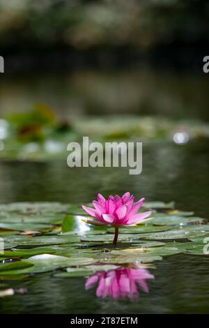 Detailaufnahme einer einzelnen rosafarbenen Seerose in einem kleinen Teich, umgeben von grünen Blättern Stockfoto