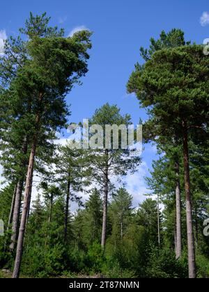 Bäume im Deer Leap Park - New Forest Stockfoto