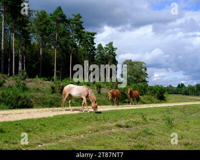 Pferde grasen im New Forest National Park Stockfoto