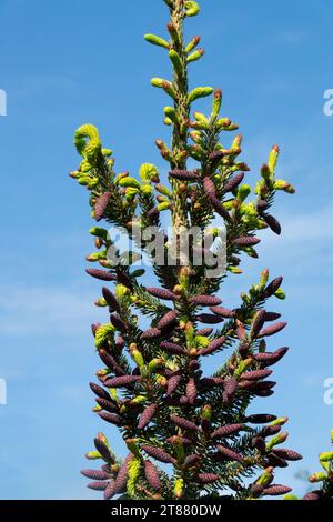 Picea omorika 'Aurea Litomysl', Baumkrone der serbischen Fichte Stockfoto