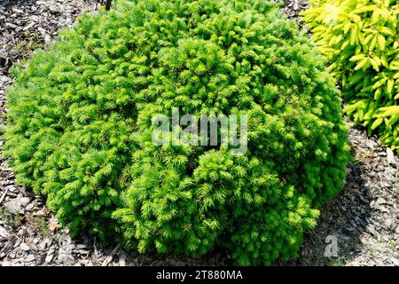 Garten, Nadel, Zwerg, Niedrig, Winzig, Baum, Fichte, Picea abies „Gregoriana“ Stockfoto