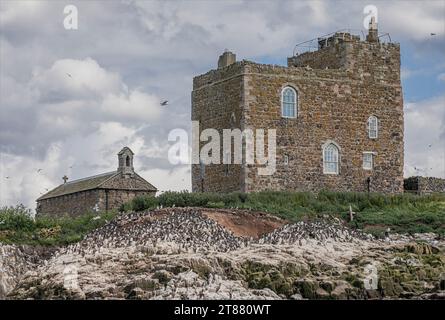 Alte verfallene Kirche und Haus auf den Farne Inseln mit Kolonien von Seevögeln, die auf dem Boden leben Stockfoto