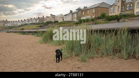 Schwarz arbeitender Cocker Spaniel am Strand neben Gras und der Meeresmauer Stockfoto