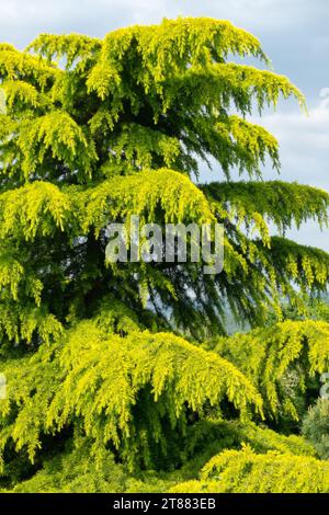 Cedrus deodara 'Aurea', Deodar Zedernbaum Stockfoto