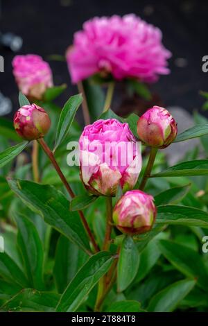 Eine magentarote Pfingstrose in voller Blüte Stockfoto