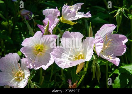 Sydney Australien, rosa Blüten einer oenothera speciosa oder Nachtkerzenpflanze im Garten Stockfoto