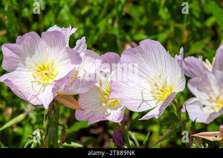 Sydney Australien, rosa Blüten einer oenothera speciosa oder Nachtkerzenpflanze im Garten Stockfoto
