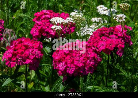 Sydney Australien, Garten Bett von bunten rosa und lila Blüten von Sweet William Pflanzen Stockfoto