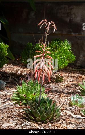 Sydney Australien, blühende Aristaloe aristata oder Perlhühner Aloe im Garten Stockfoto