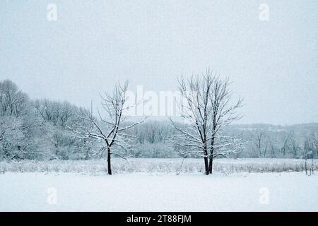 Bäume bedeckt mit frischem Schnee Stockfoto