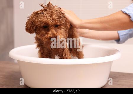 Frau wäscht den süßen Maltipoo-Hund drinnen im Becken. Schönes Haustier Stockfoto