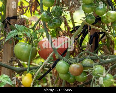 Ein Gewirr von Tomaten, die an Weinstöcken hängen, an Holzpfählen gebunden, reift in einem australischen Gemüsegarten Stockfoto