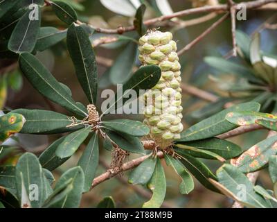 Coast Banksia Integrifolia Baum, der hölzerne Kegel des Blütenspiegels mit Samenfollikeln nach der Blüte, dunkelgrüne Blätter Stockfoto