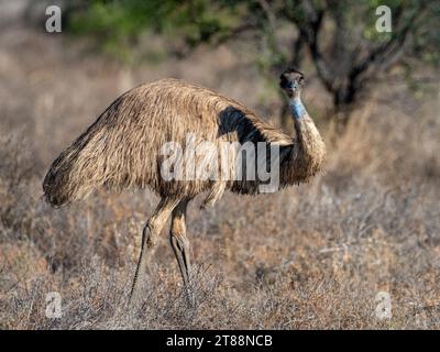 Emu, Dromaius novaehollandiae, ein einheimischer flugunfähiger Vogel im Outback von Queensland Australia Stockfoto